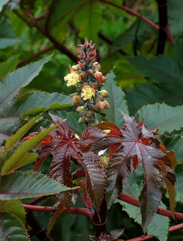 RICINUS COMMUNIS SEED OIL 대표 사진
