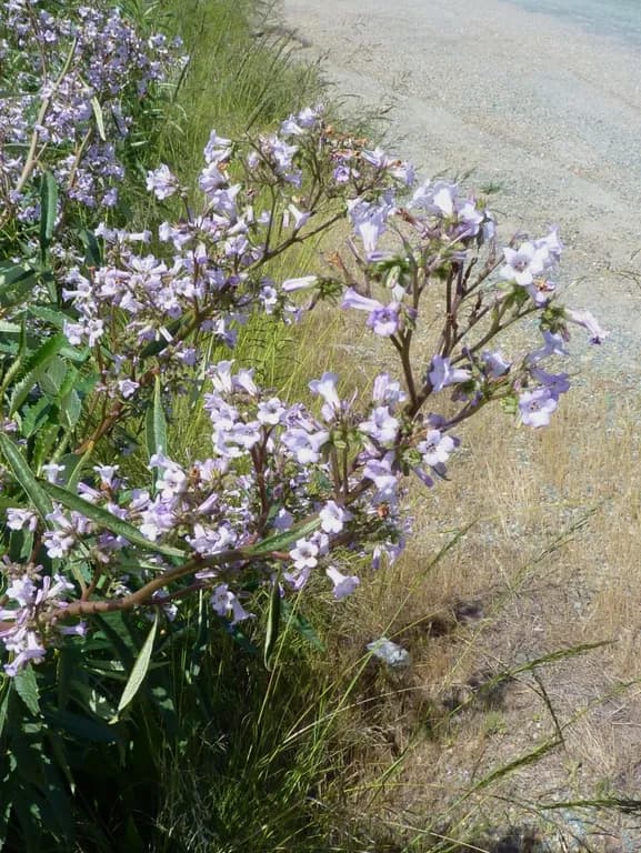 ERIODICTYON CALIFORNICUM FLOWER/LEAF/STEM EXTRACT 图片