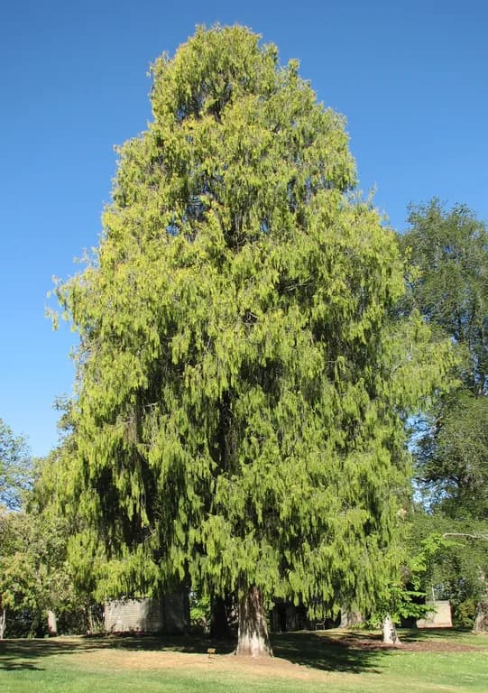 CUPRESSUS FUNEBRIS WOOD OIL 대표 사진