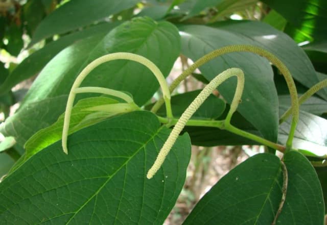 Pepper (Piper), P. angustifolium, ext. 대표 사진