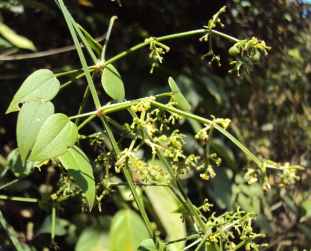 RUBIA CORDIFOLIA ROOT POWDER 대표 사진