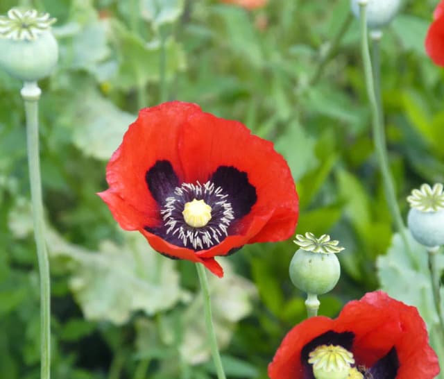 Poppy, Papaversomniferum, ext. 대표 사진