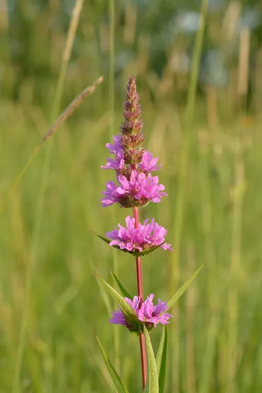 LYTHRUM SALICARIA EXTRACT 대표 사진