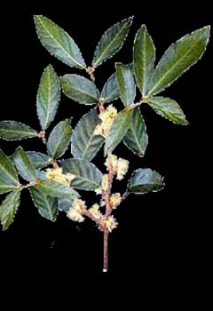 PTYCHOPETALUM OLACOIDES EXTRACT 대표 사진