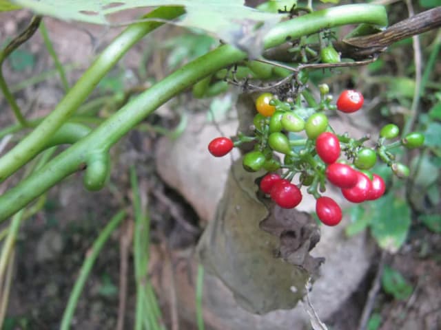 CISSAMPELOS PAREIRA ROOT POWDER Photo