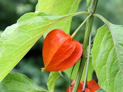 꽈리열매추출물 대표 사진
