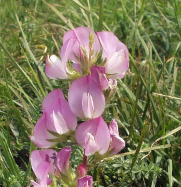 ONONIS SPINOSA ROOT EXTRACT 대표 사진