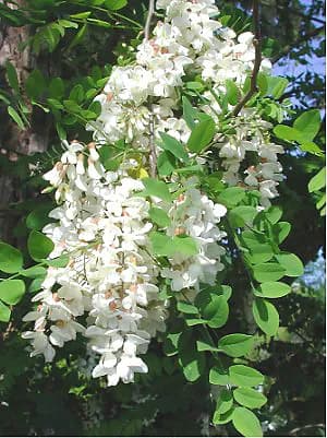 ROBINIA PSEUDOACACIA FLOWER WATER 대표 사진