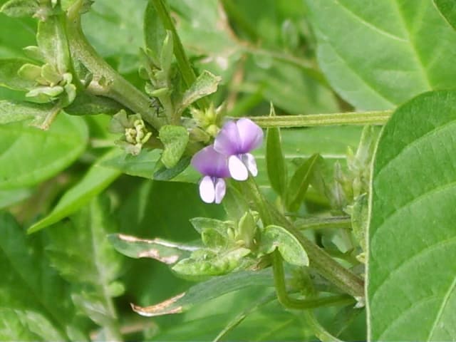 GLYCINE SOJA OIL 대표 사진