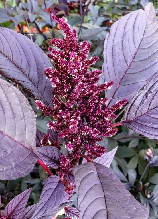 AMARANTHUS HYPOCHONDRIACUS SEED OIL 대표 사진