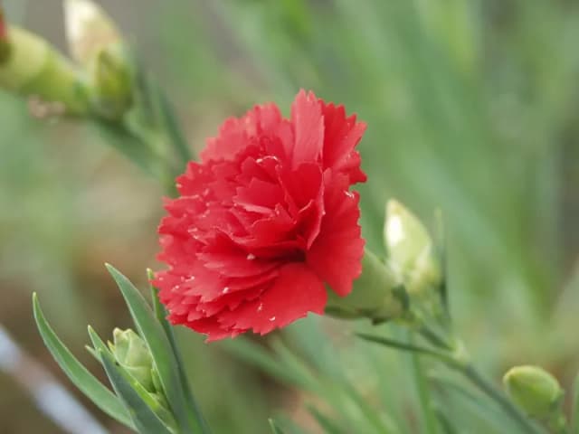 カーネーション花油 대표 사진