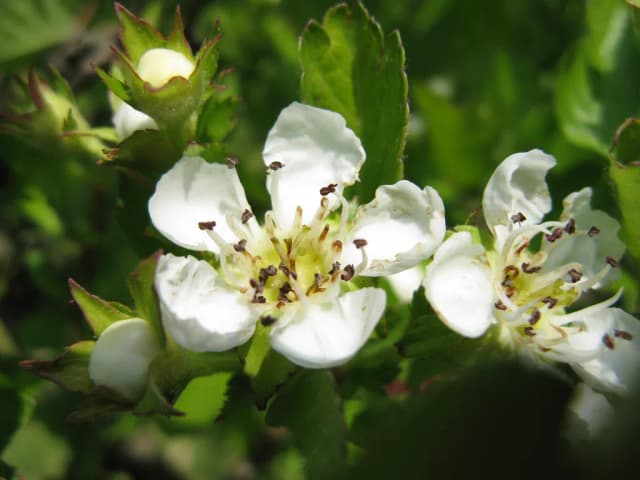 CRATAEGUS CUNEATA FRUIT POWDER 대표 사진