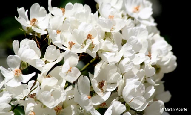 ROSA INDICA FLOWER EXTRACT 대표 사진
