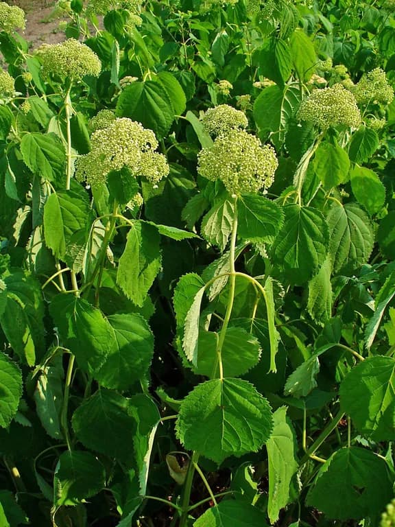 HYDRANGEA ARBORESCENS ROOT EXTRACT 대표 사진