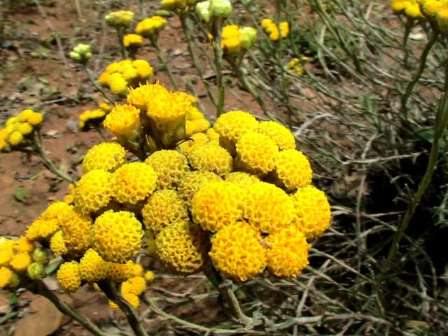 HELICHRYSUM STOECHAS EXTRACT 대표 사진