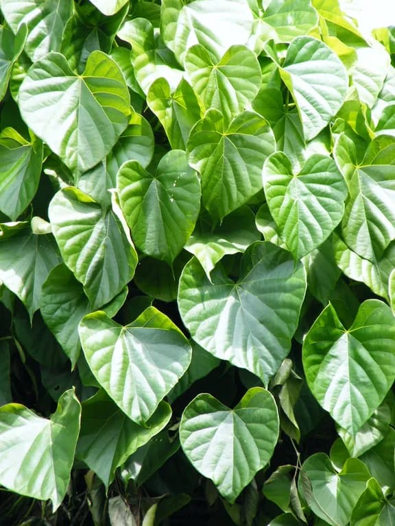 TINOSPORA CORDIFOLIA EXTRACT 대표 사진
