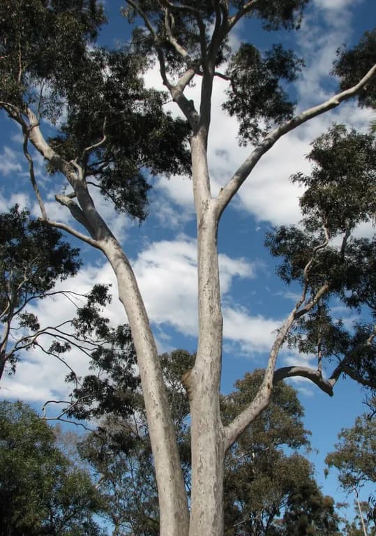 EUCALYPTUS MACULATA EXTRACT 대표 사진