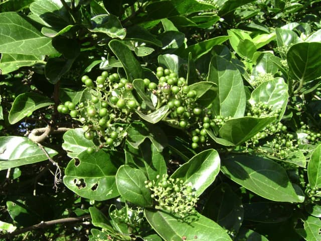 PREMNA SERRATIFOLIA ROOT EXTRACT 대표 사진