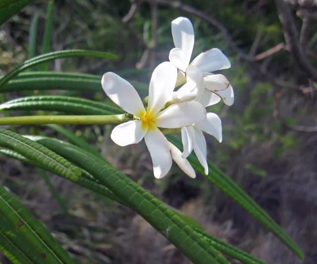 PLUMERIA ALBA FLOWER OIL 대표 사진
