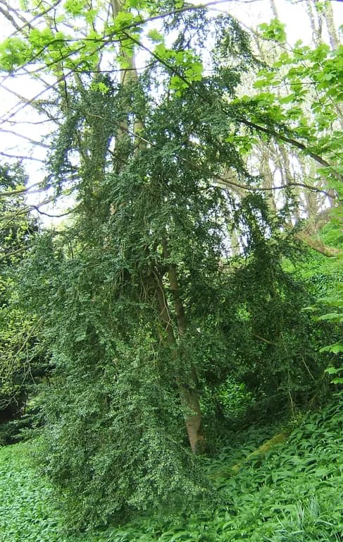 BUXUS SEMPERVIRENS LEAF EXTRACT 대표 사진