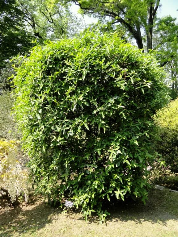 フユザンショウ果実油 대표 사진