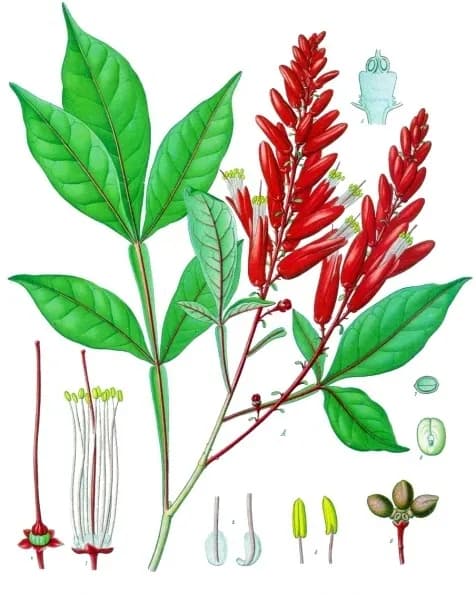 QUASSIA AMARA WOOD 대표 사진