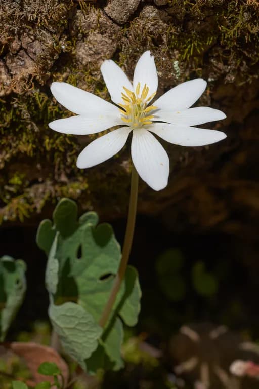 SANGUINARIA CANADENSIS ROOT EXTRACT 대표 사진