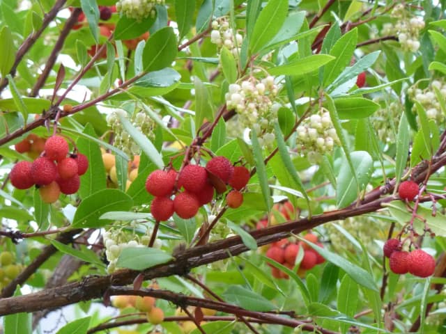 ARBUTUS UNEDO LEAF WATER 대표 사진