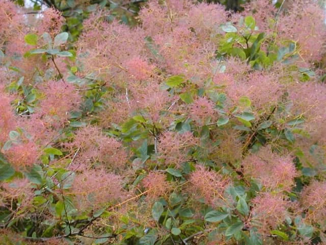 COTINUS COGGYGRIA BRANCH/LEAF OIL 대표 사진