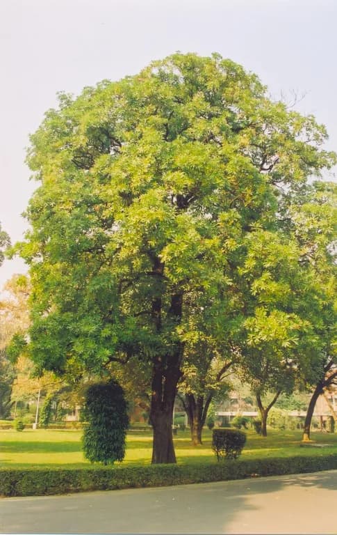 ALSTONIA SCHOLARIS BARK EXTRACT 대표 사진
