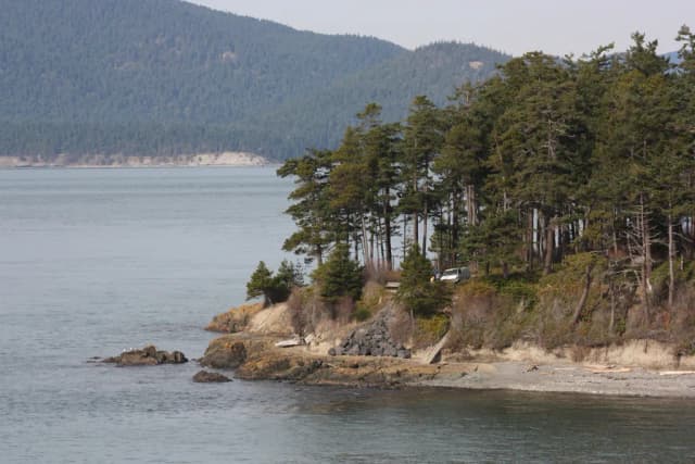 PSEUDOTSUGA MENZIESII BRANCH WATER 대표 사진