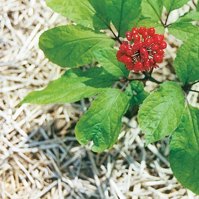PANAX GINSENG HAIRY ROOT EXTRACT 대표 사진
