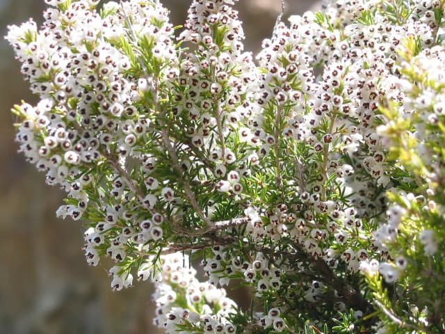 Erica arborea, ext. 대표 사진