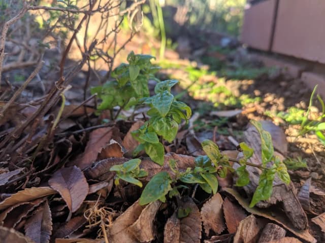 MENTHA AUSTRALIS LEAF EXTRACT 대표 사진