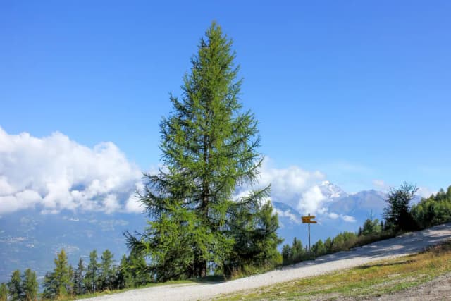 LARIX DECIDUA FLOWER EXTRACT 대표 사진