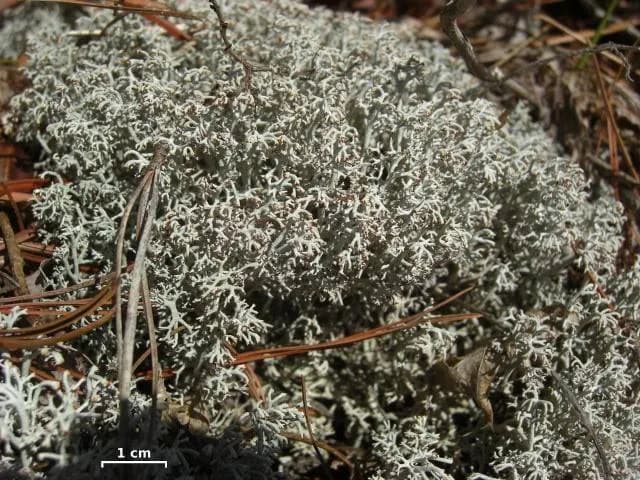 CLADONIA RANGIFERINA EXTRACT 대표 사진