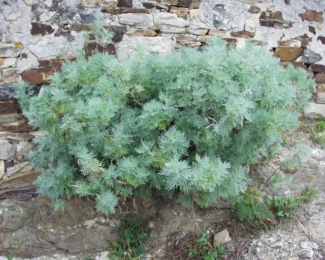 ARTEMISIA ARBORESCENS HERB OIL 대표 사진