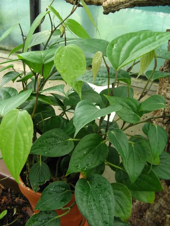 PIPER CUBEBA FRUIT OIL 대표 사진