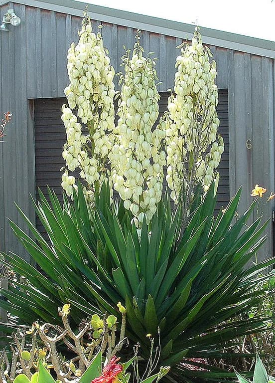 YUCCA FILAMENTOSA ROOT 대표 사진