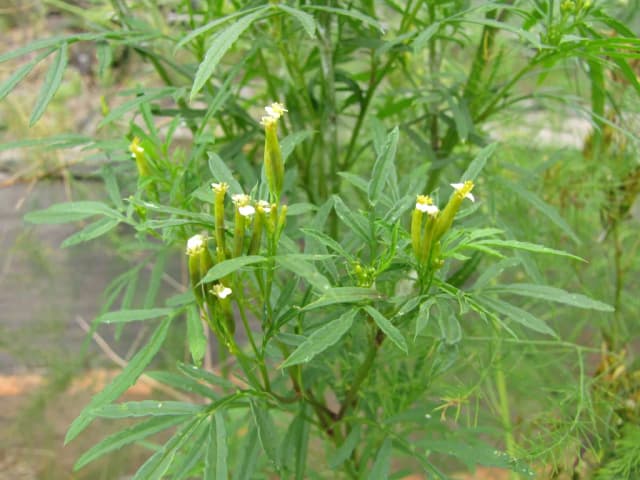 TAGETES MINUTA FLOWER EXTRACT 대표 사진