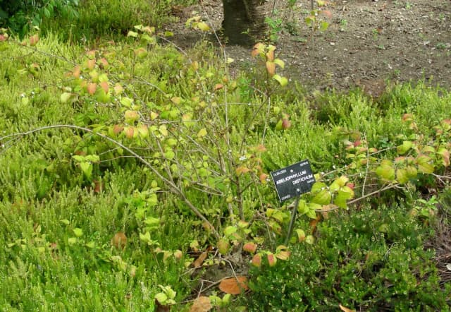 ABELIOPHYLLUM DISTICHUM LEAF POWDER 대표 사진