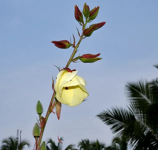 닥풀꽃추출물 대표 사진