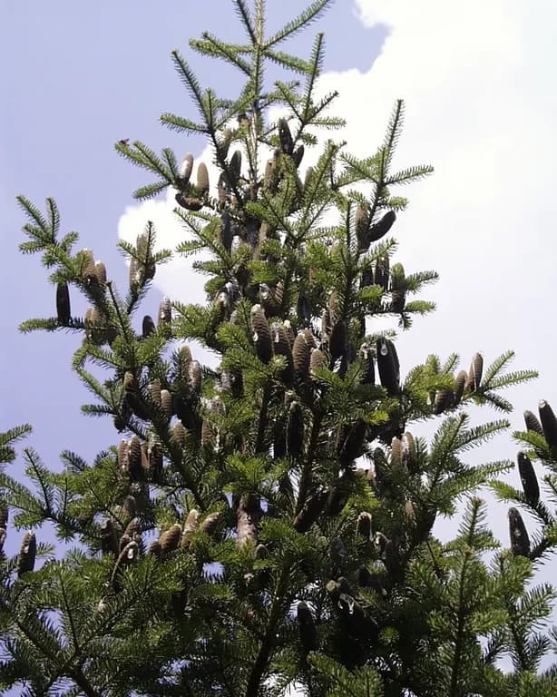 ABIES BALSAMEA BARK OIL 대표 사진