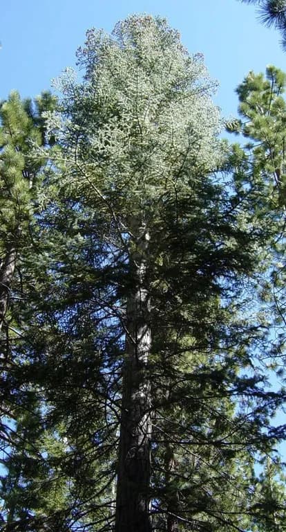 ABIES CONCOLOR BRANCH/LEAF/WOOD OIL 대표 사진
