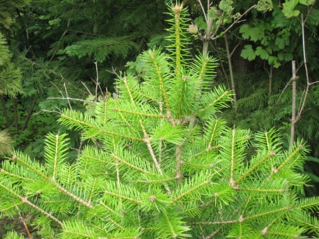 ABIES HOLOPHYLLA LEAF/STEM/WOOD EXTRACT 대표 사진