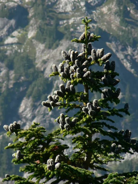 ABIES LASIOCARPA BRANCH/LEAF OIL 대표 사진