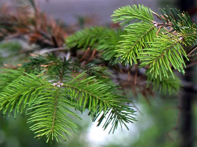 ABIES SACHALINENSIS BRANCH/LEAF WATER 대표 사진