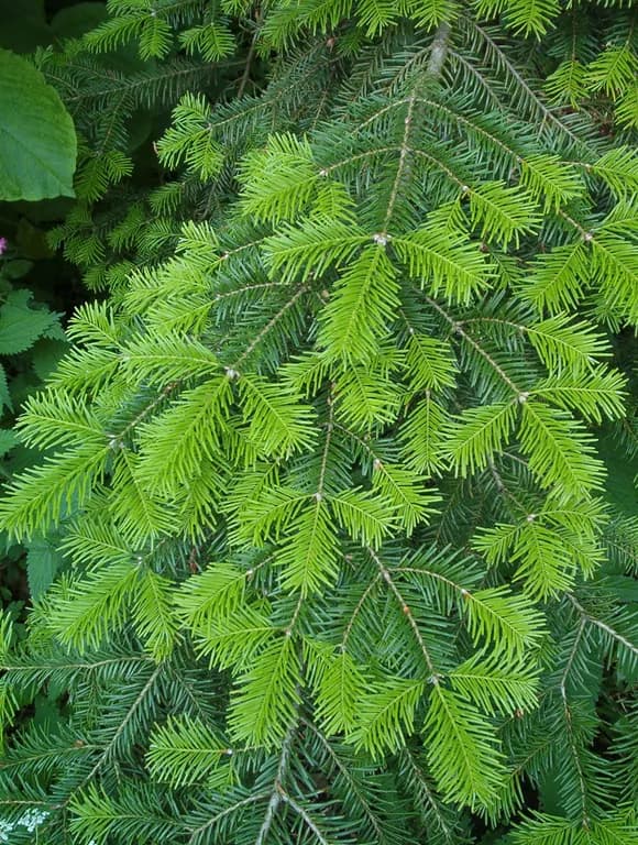 ABIES VEITCHII LEAF EXTRACT 대표 사진