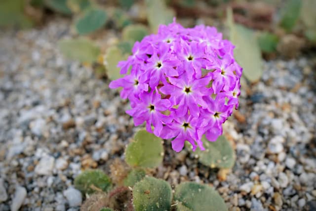 ABRONIA VILLOSA LEAF EXTRACT 대표 사진