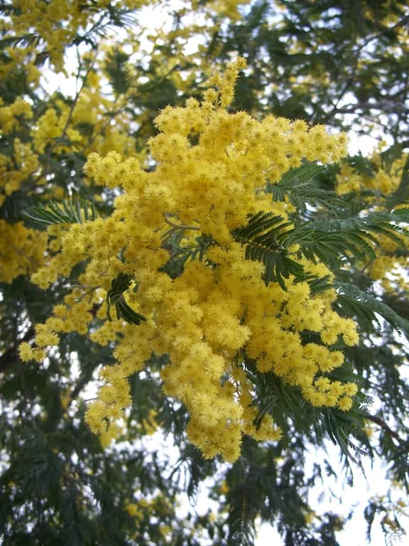 ACACIA DEALBATA FLOWER WAX 대표 사진